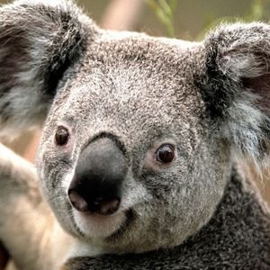 Meet your Posher, Asher